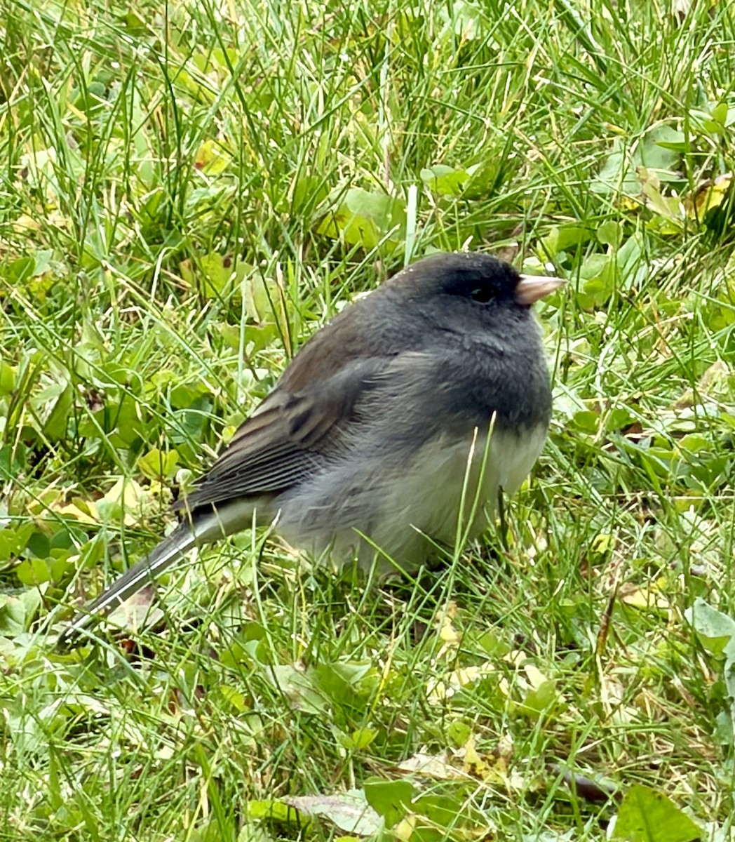 Dark-eyed Junco - ML644700772