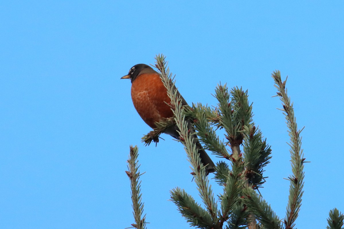 コマツグミ - ML644700774