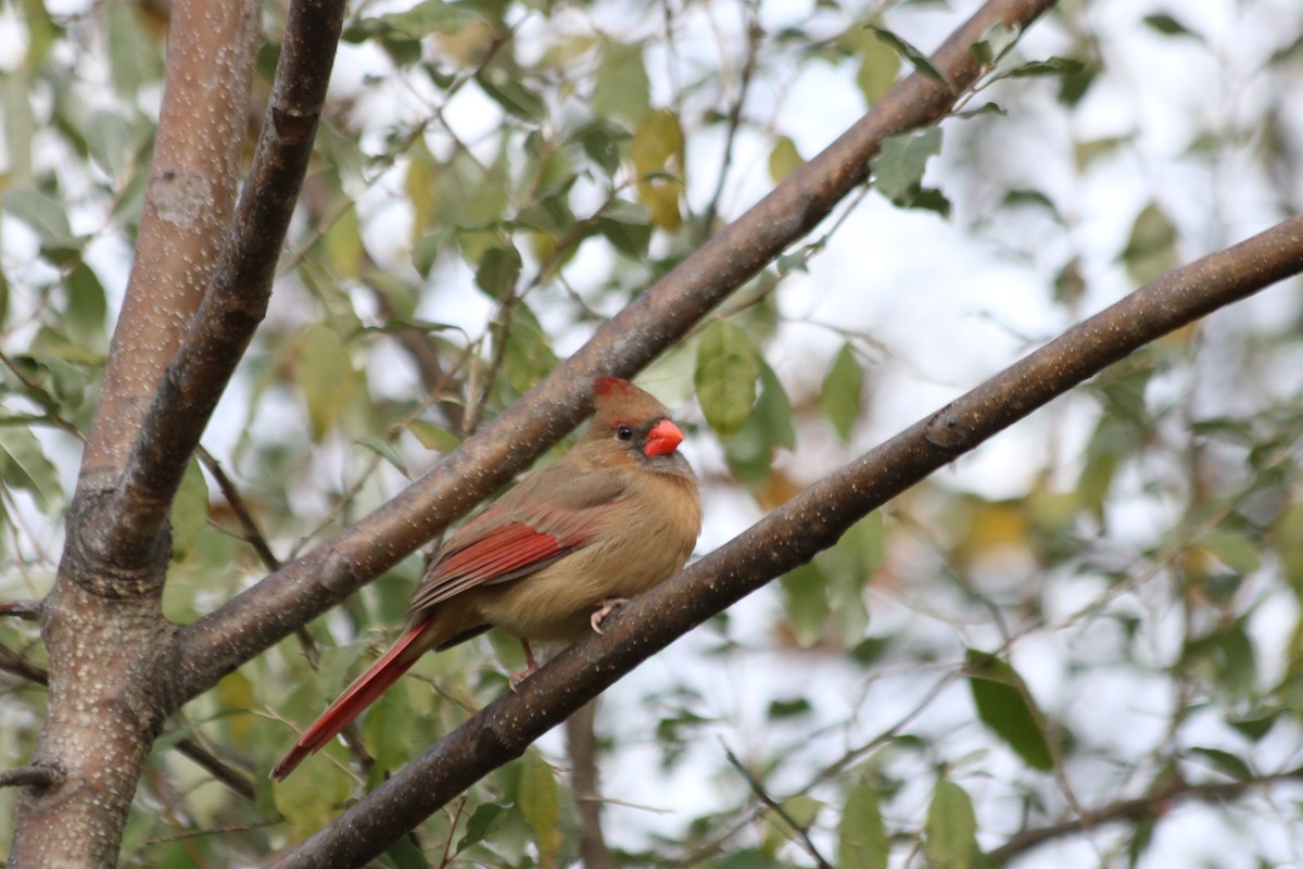 Northern Cardinal - ML644700778