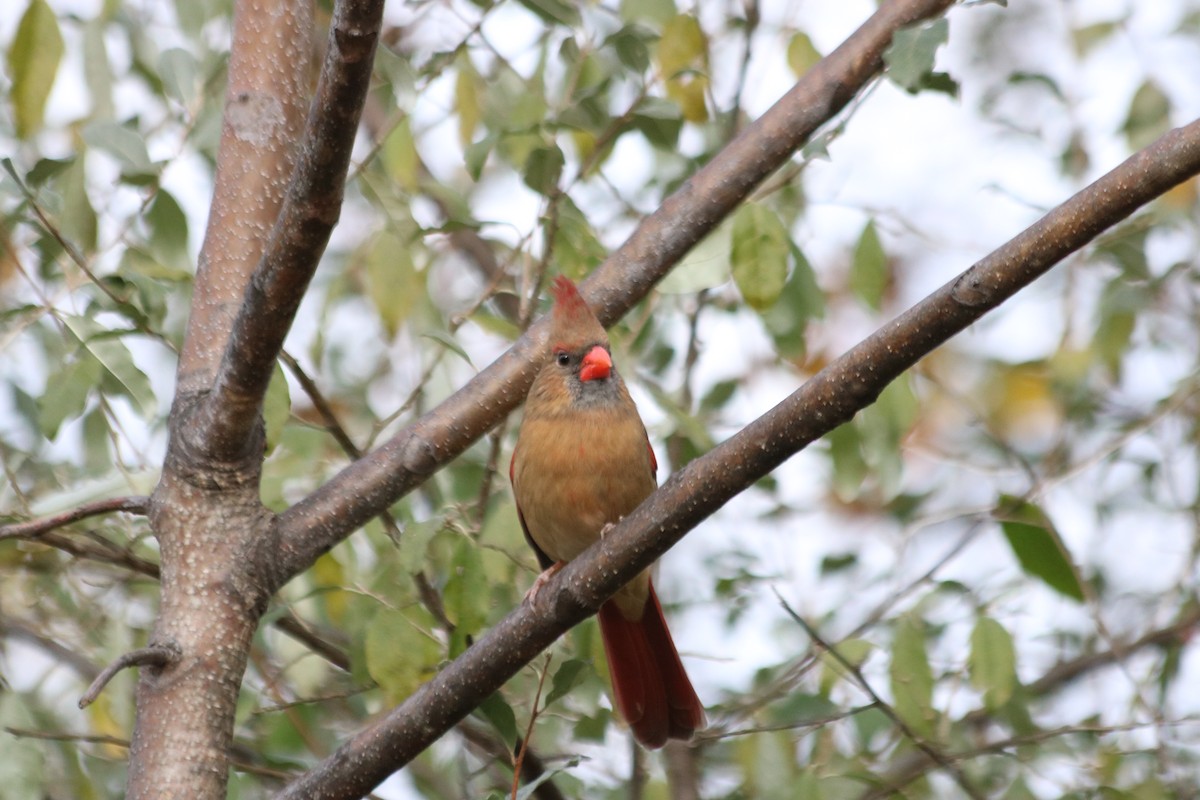 Northern Cardinal - ML644700779
