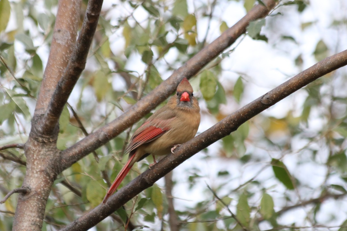 Northern Cardinal - ML644700780