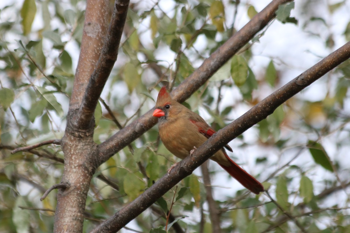 Northern Cardinal - ML644700781