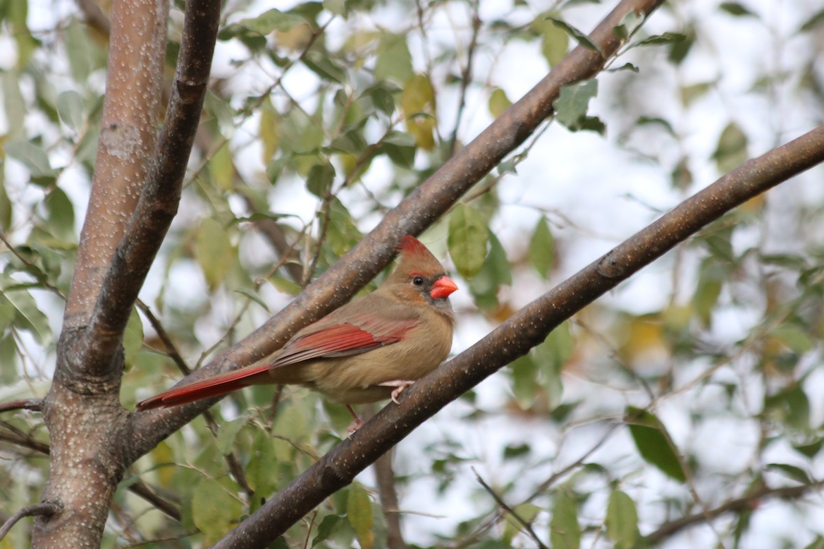 Northern Cardinal - ML644700782