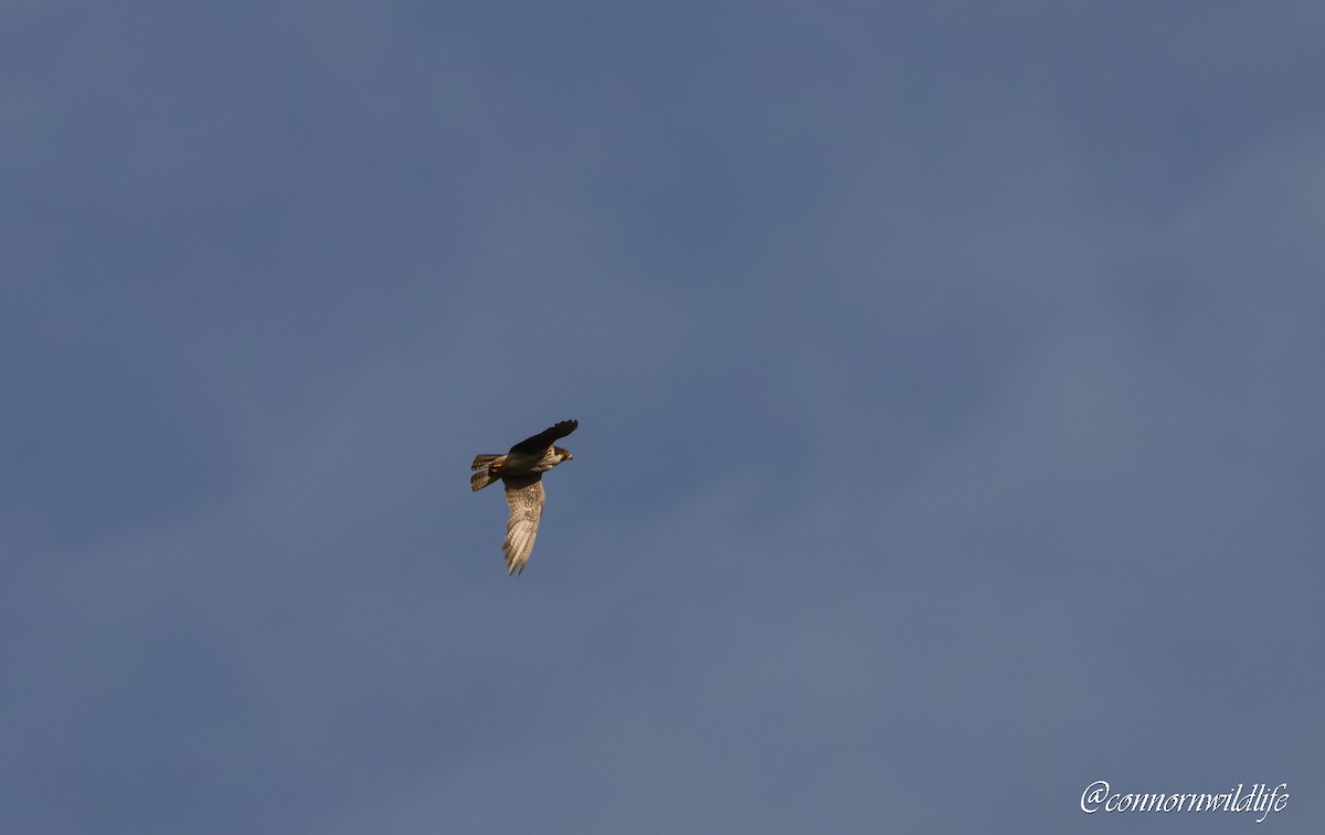 Эгэл шонхор - ML644700822