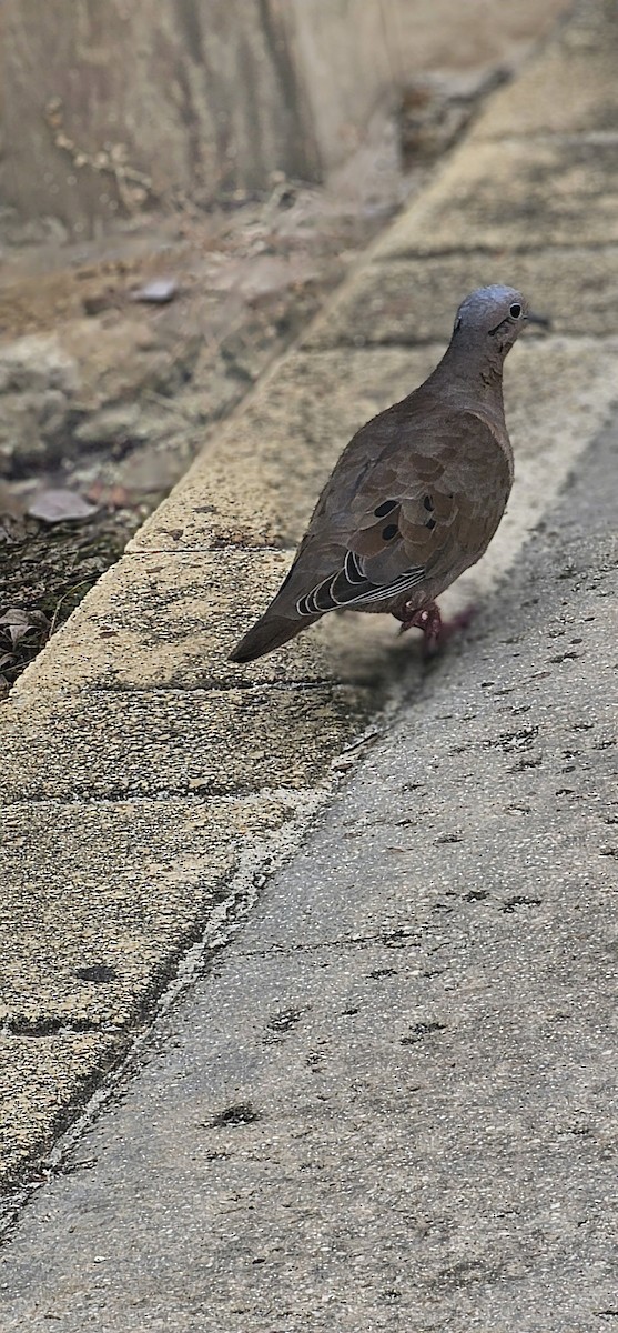 hrdlička černouchá - ML644700825