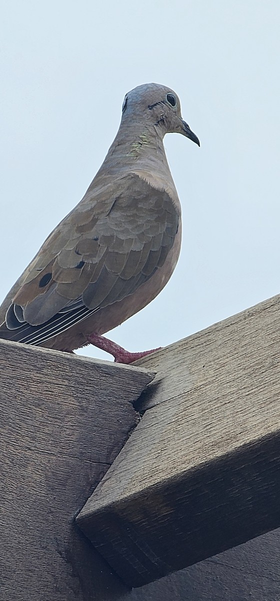 hrdlička černouchá - ML644700826