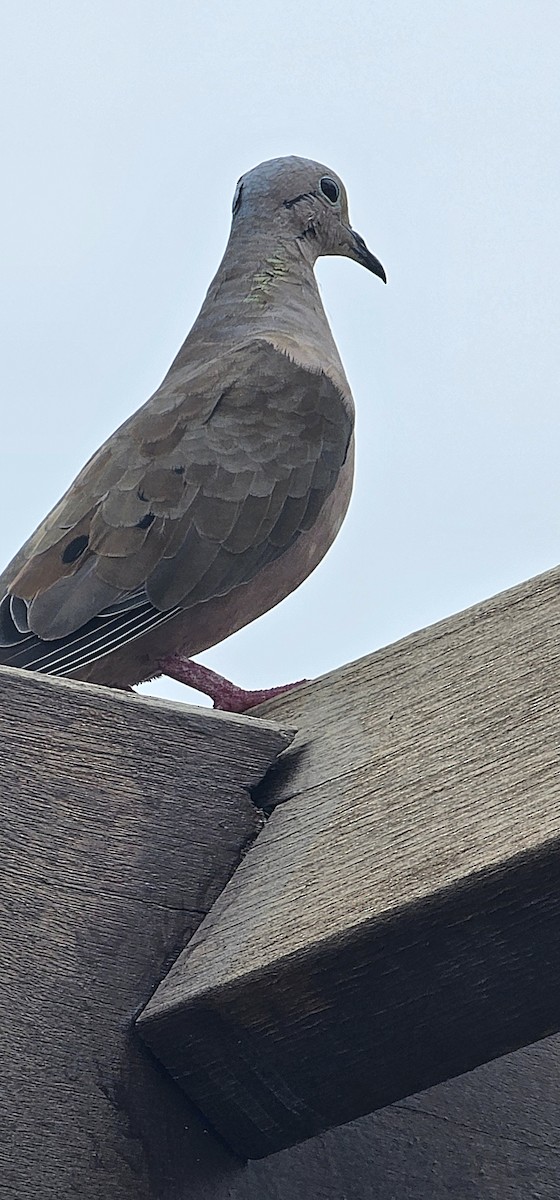 hrdlička černouchá - ML644700827