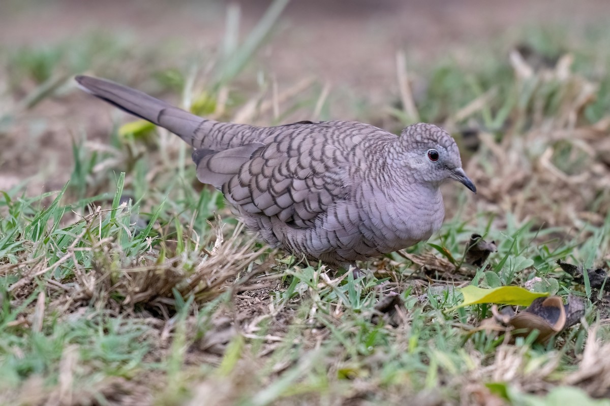 インカバト - ML644700835