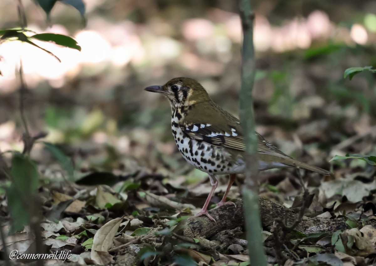 drozd kropenatý [skupina guttata] - ML644700837