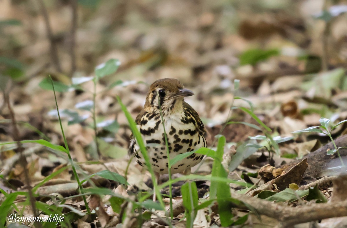 drozd kropenatý [skupina guttata] - ML644700838