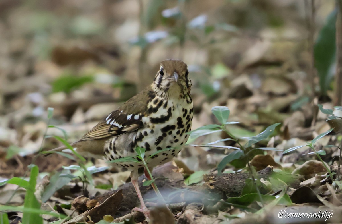 drozd kropenatý [skupina guttata] - ML644700841