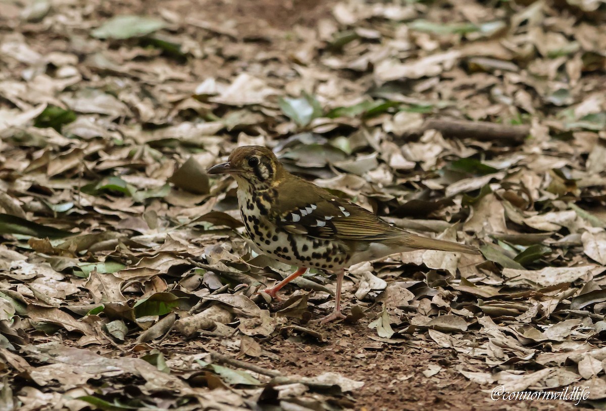 drozd kropenatý [skupina guttata] - ML644700843