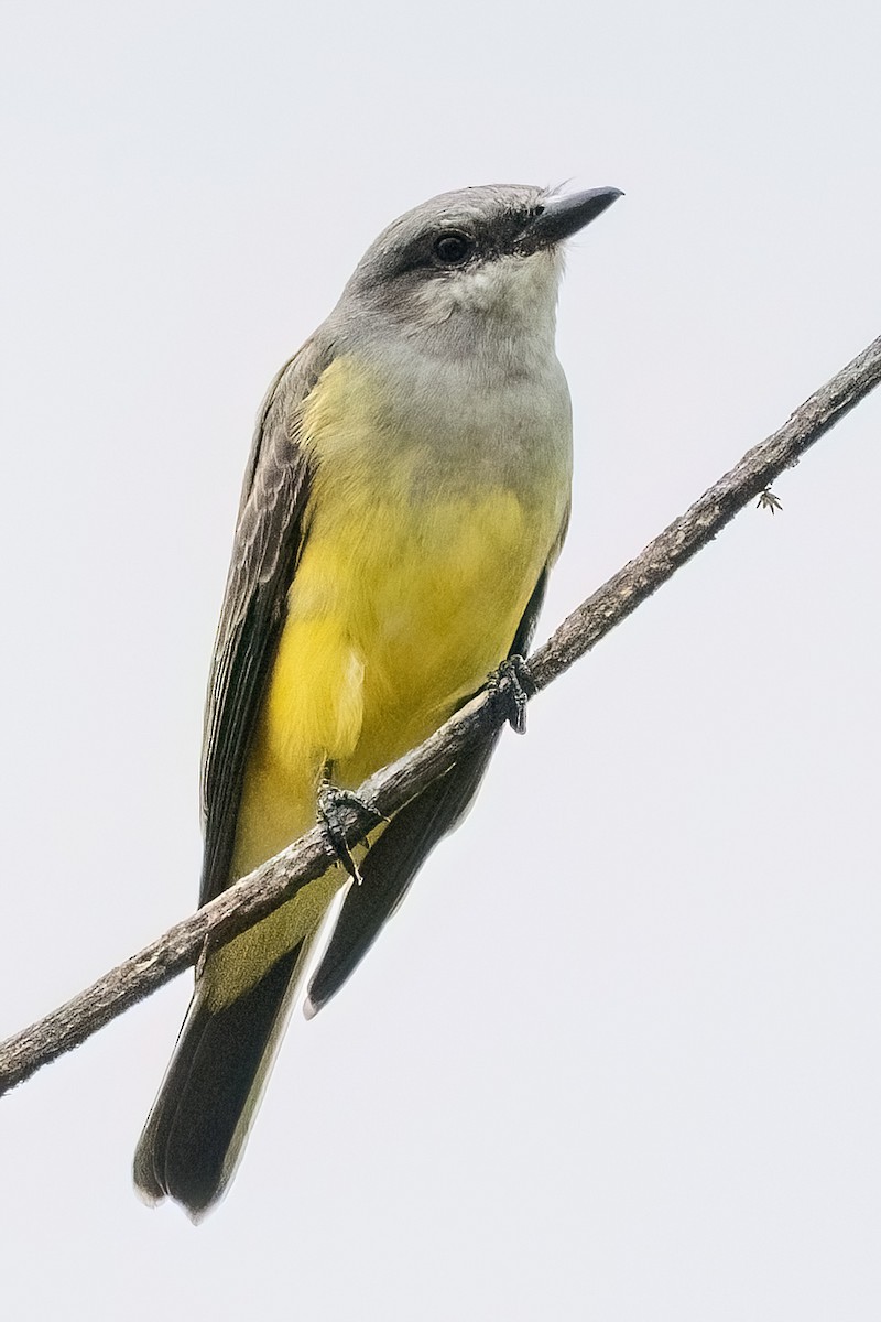 Western Kingbird - ML644700845