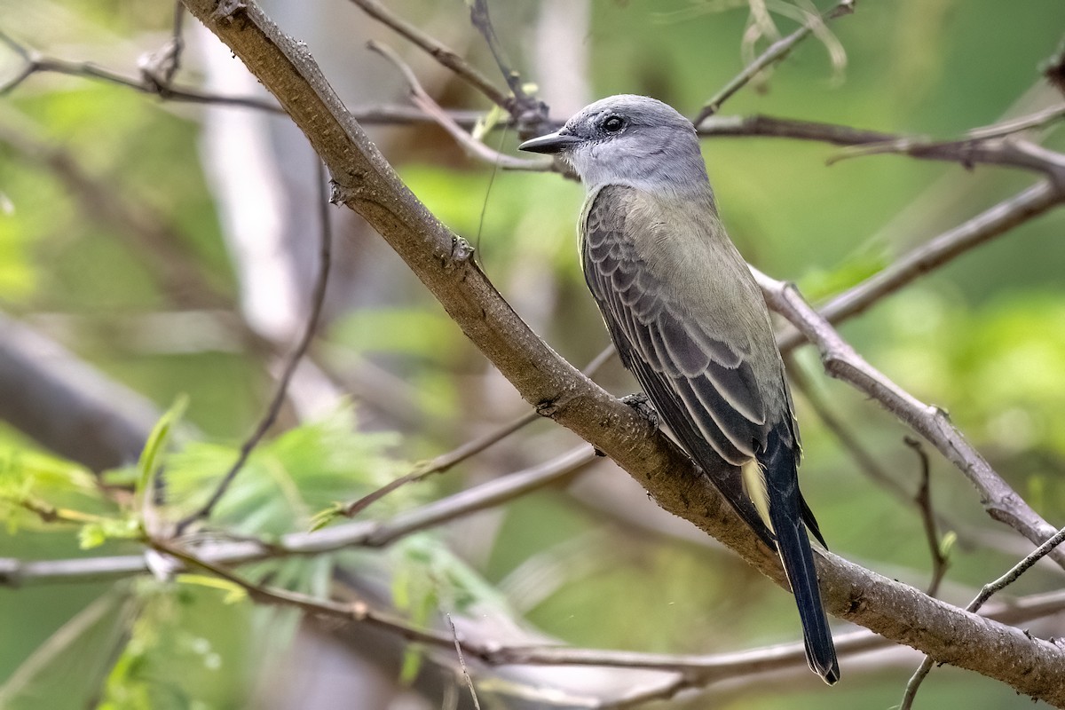 Rotscheitel-Maskentyrann - ML644700850