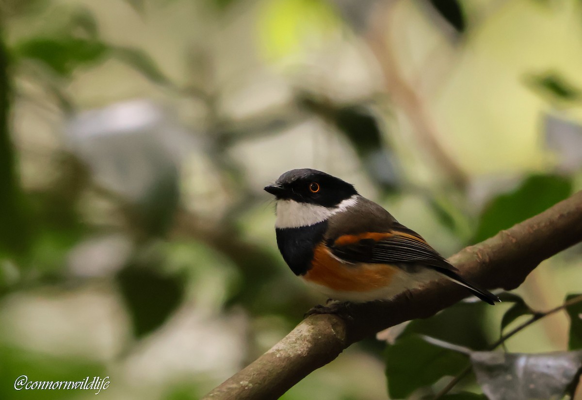 Cape Batis - ML644700853