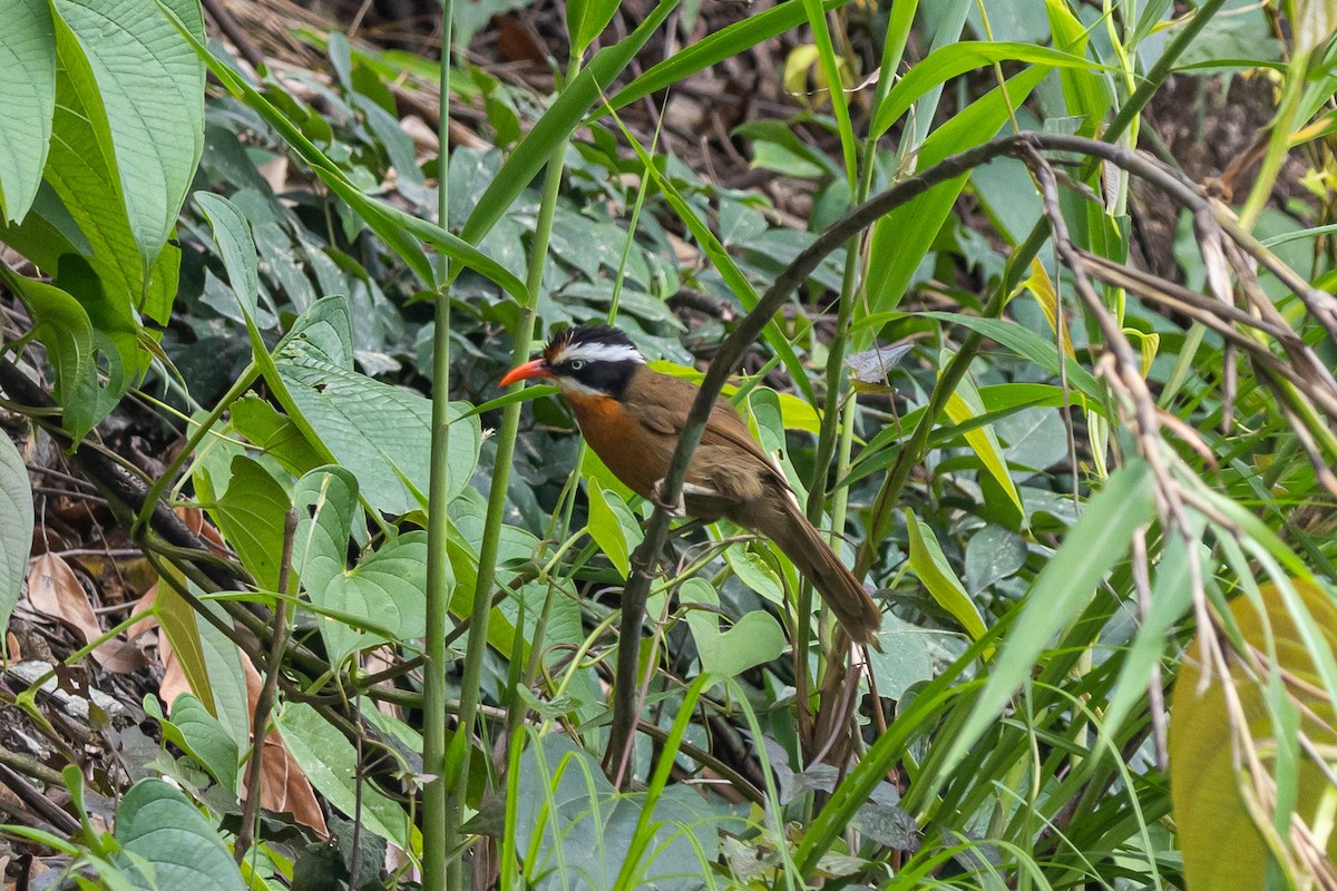 Black-crowned Scimitar-Babbler - ML644700854