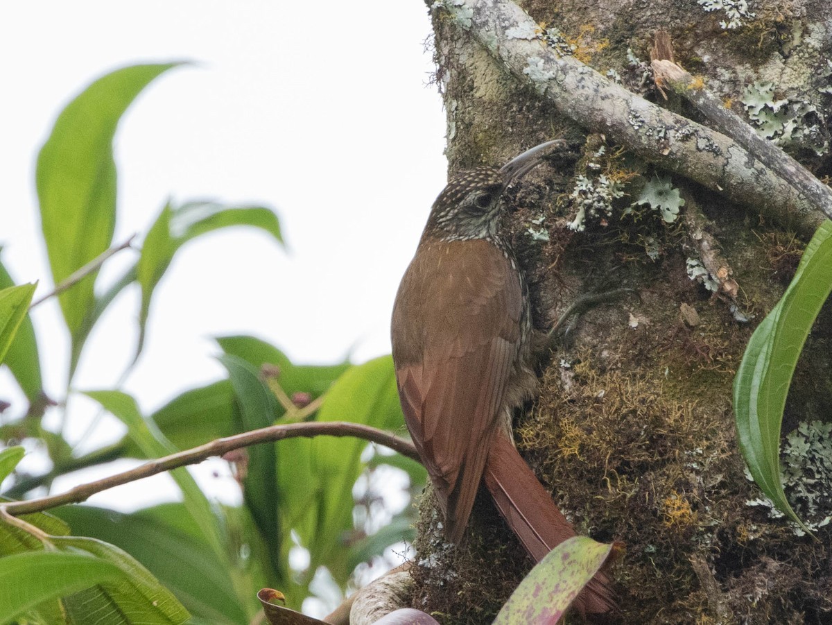 Дереволаз гірський - ML644700877