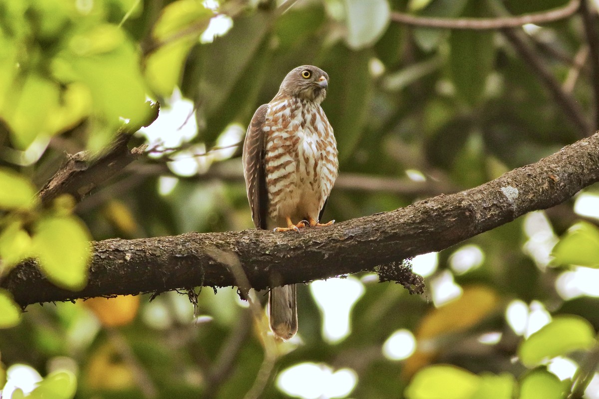 Китайский тювик - ML644700890