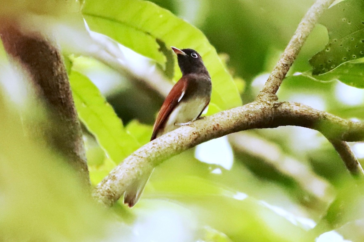 Черная райская мухоловка - ML644700897