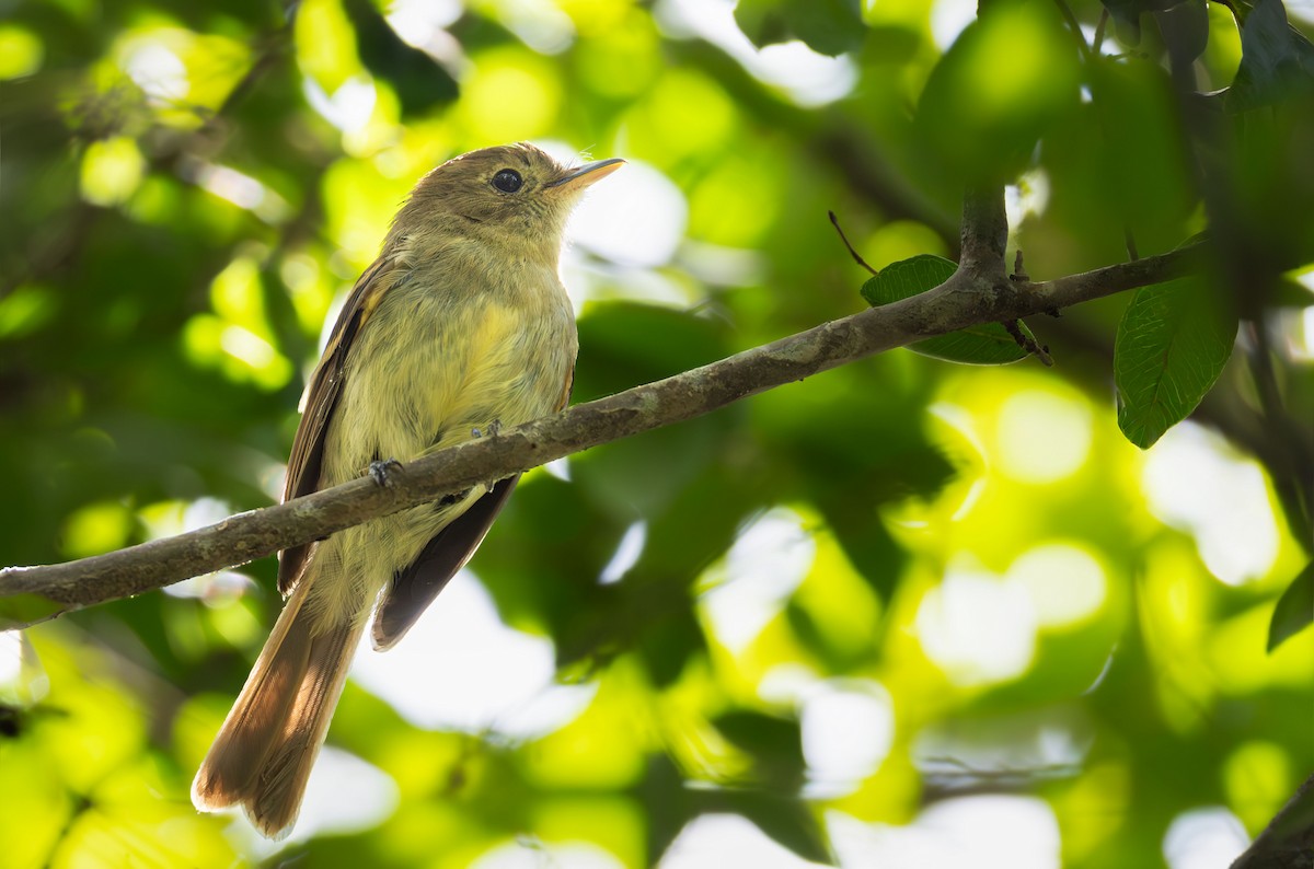 Euler's Flycatcher - ML644700906