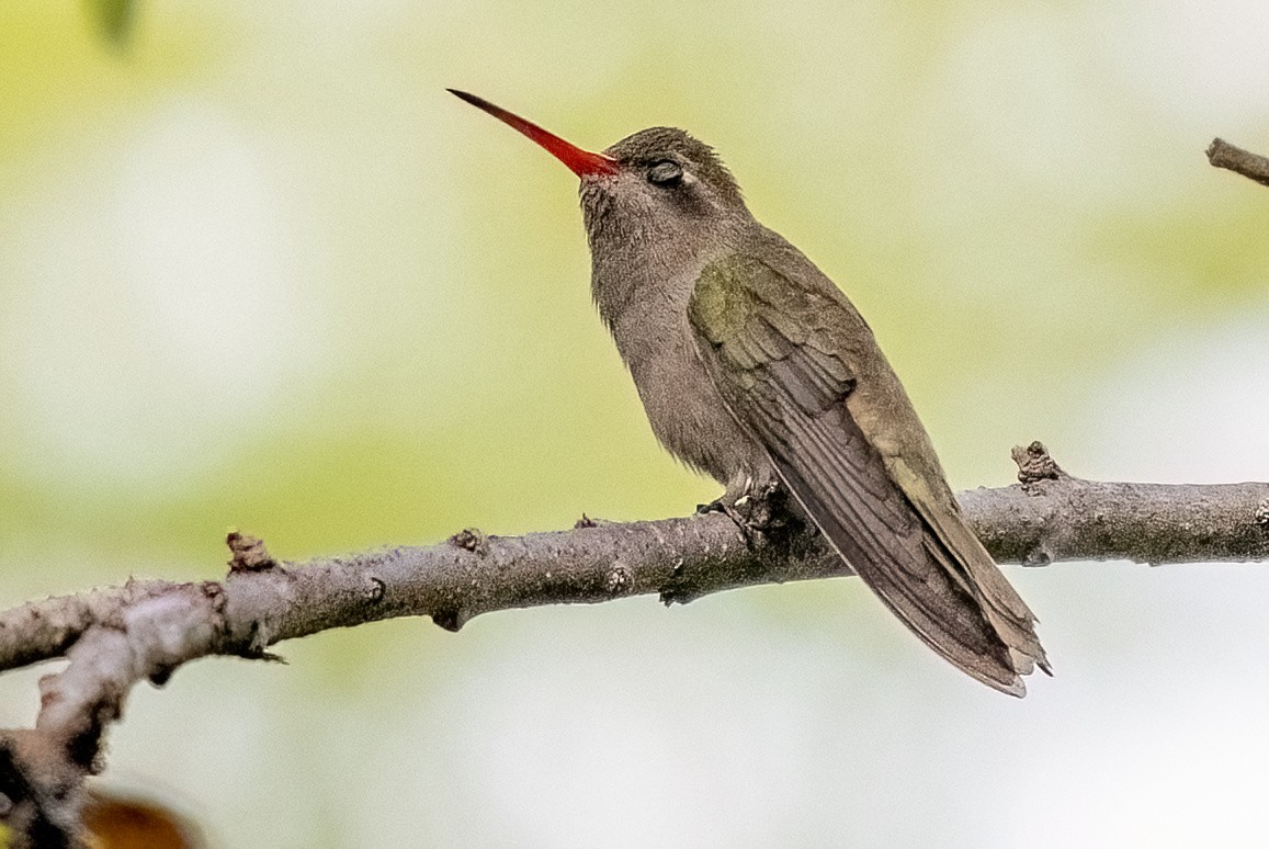 Colibri sombre - ML644700908