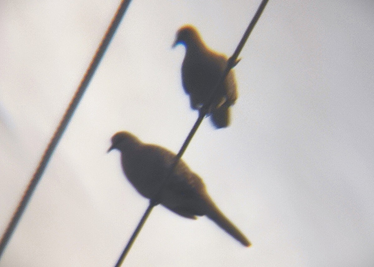 Spotted Dove - ML644700909