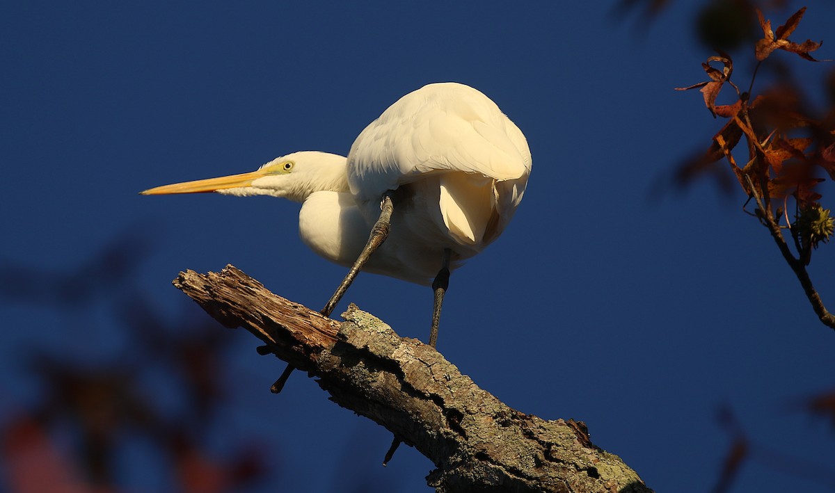 ダイサギ - ML644700923