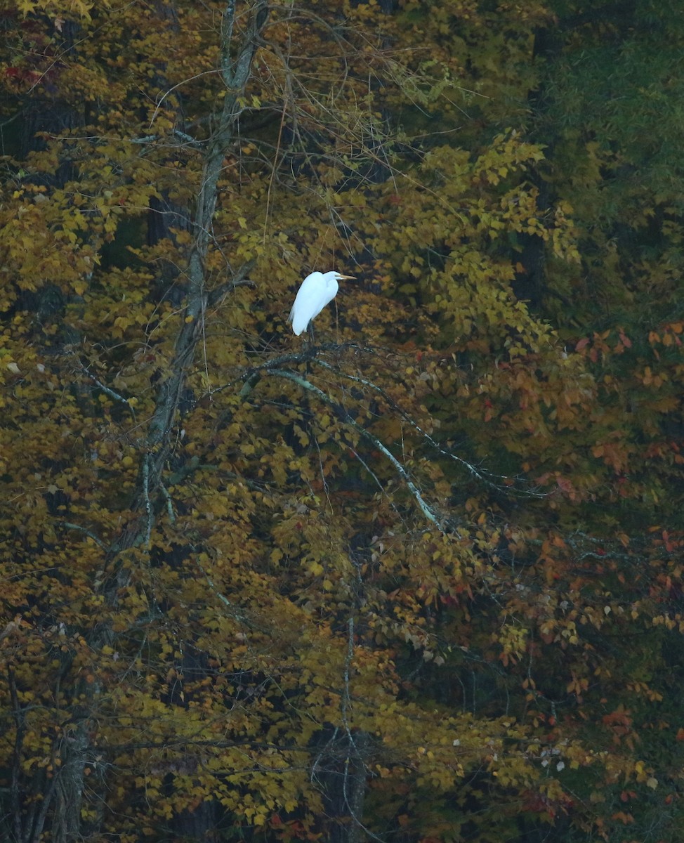 ダイサギ - ML644700924