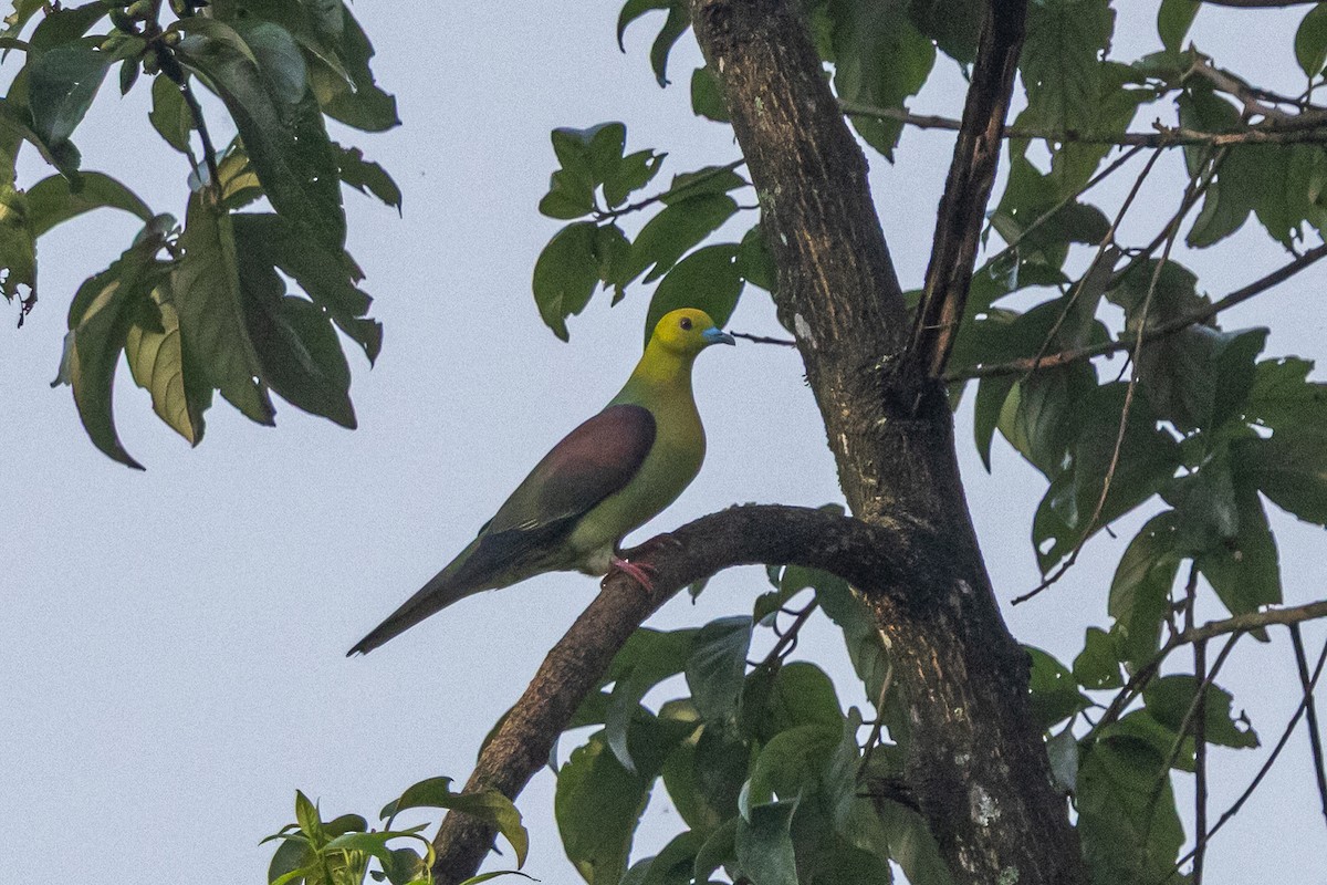 Wedge-tailed Green-Pigeon - ML644700930