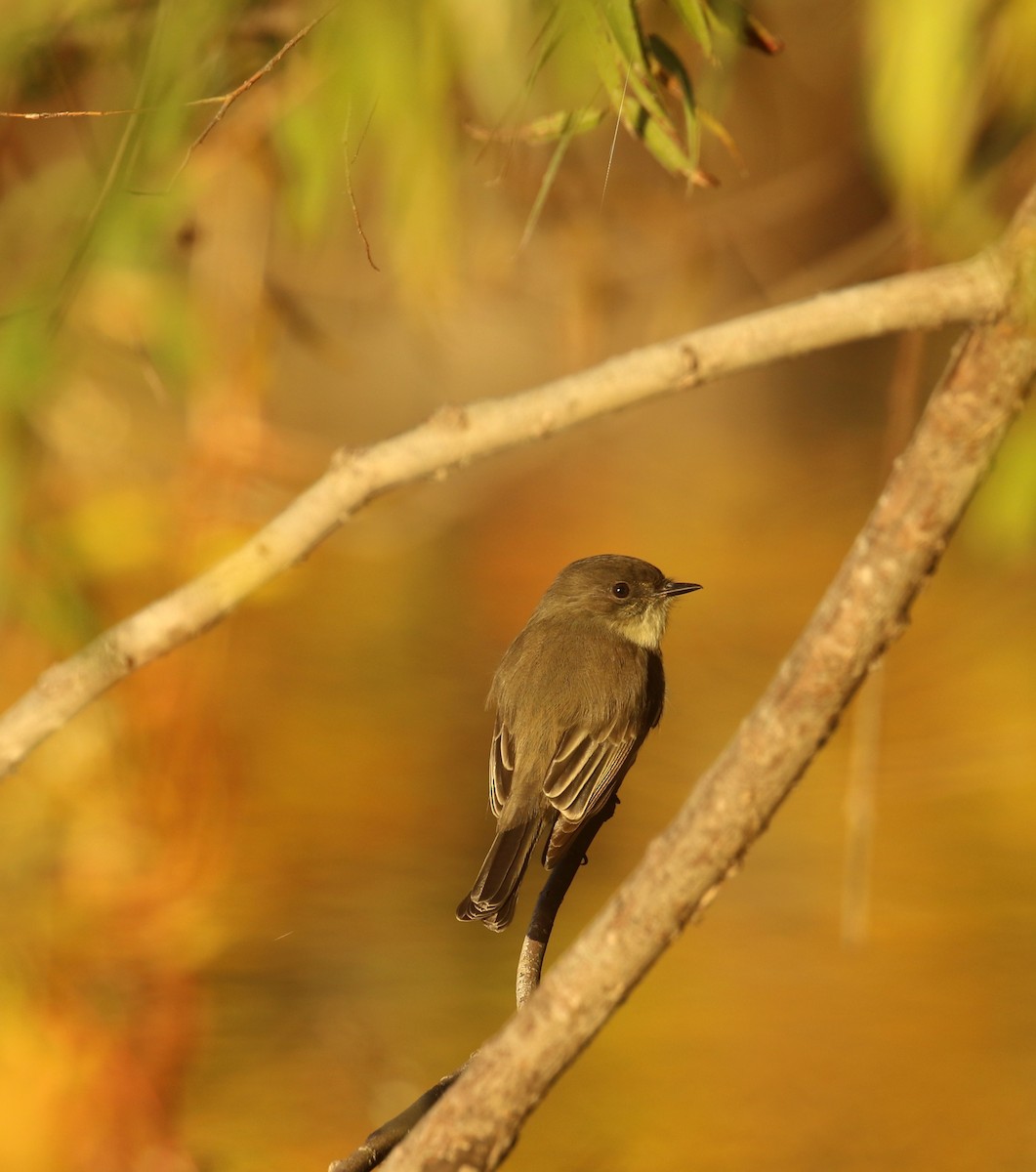 Eastern Phoebe - ML644700933