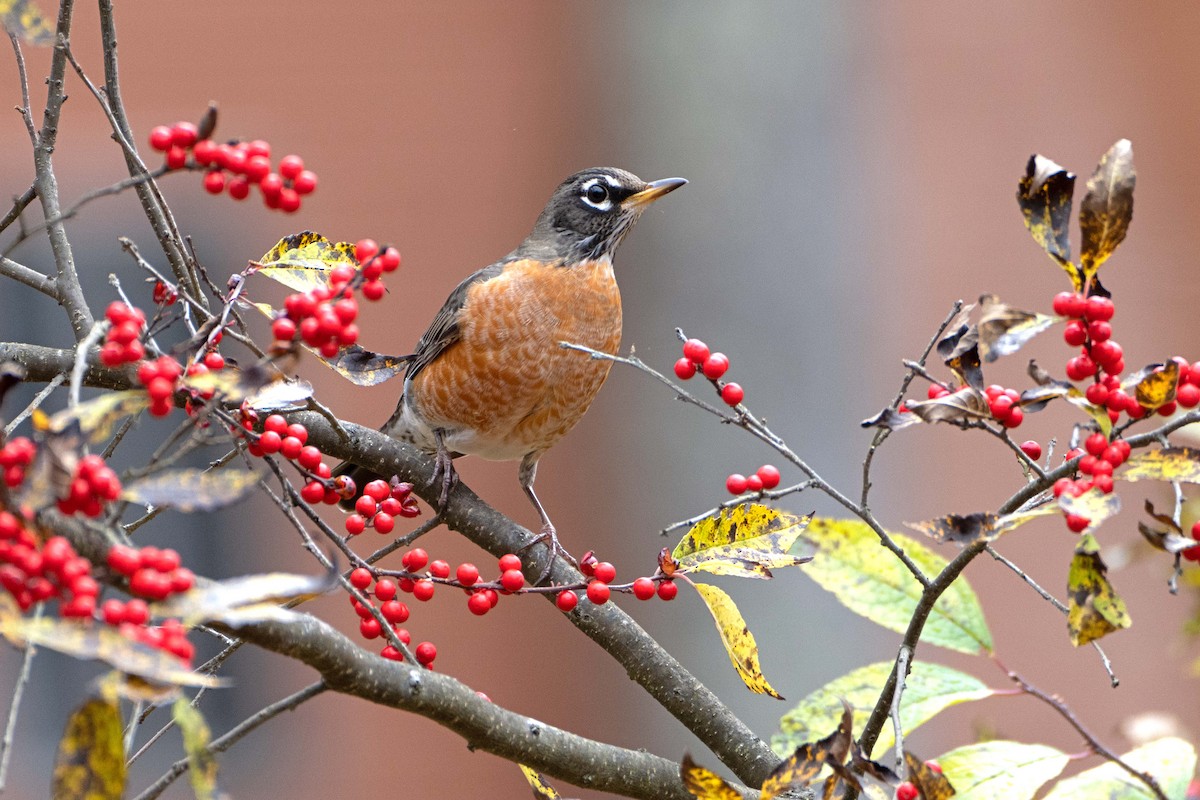 コマツグミ - ML644700939