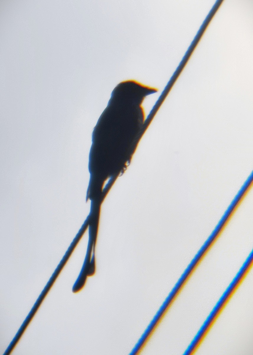 Black Drongo - ML644700947