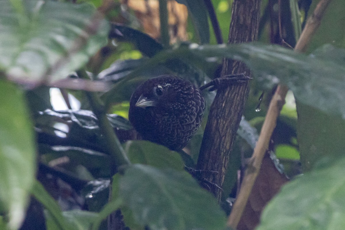 Cachar Wedge-billed Babbler - ML644700951