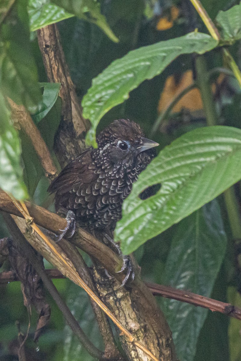 Cachar Wedge-billed Babbler - ML644700952