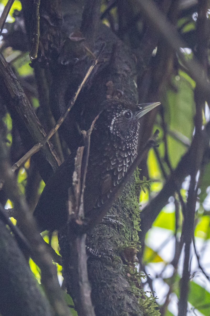 Cachar Wedge-billed Babbler - ML644700953
