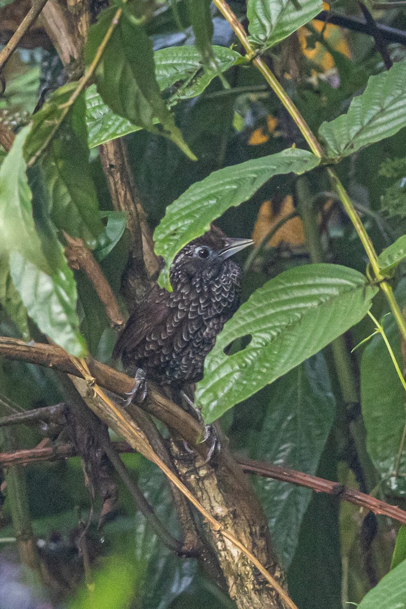 Cachar Wedge-billed Babbler - ML644700954