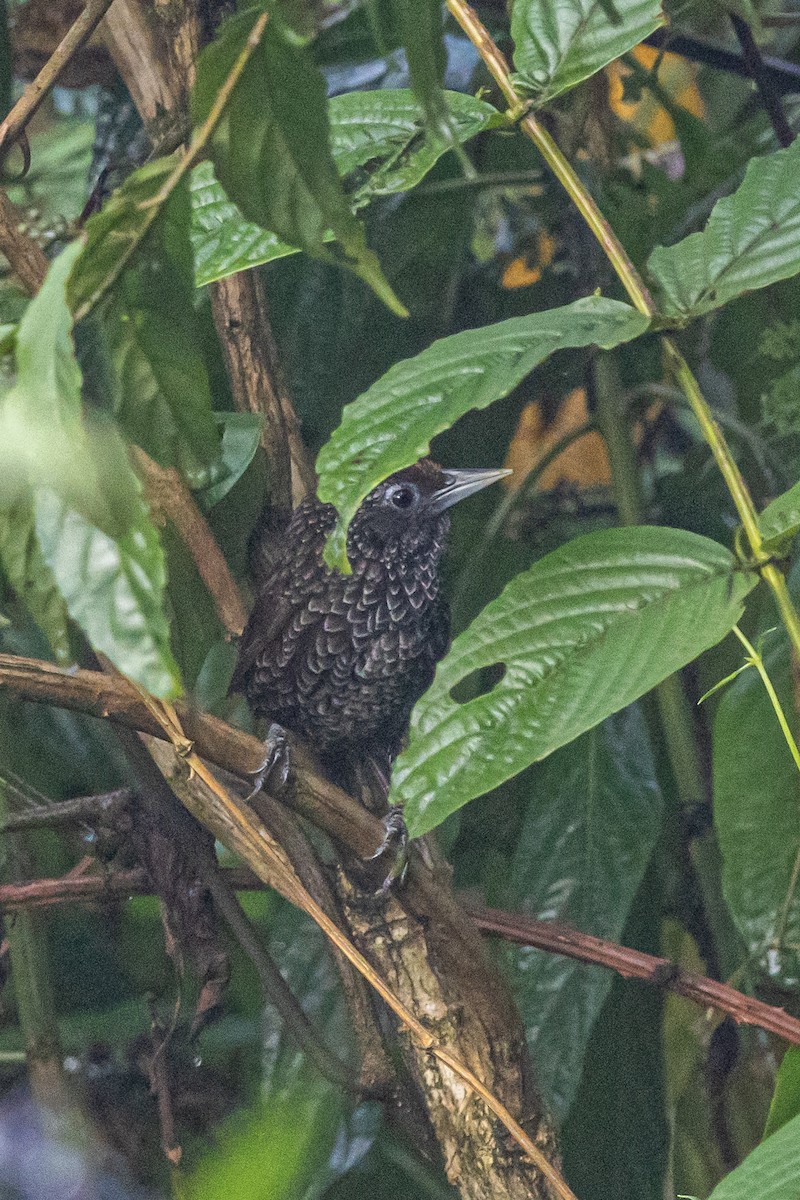 Cachar Wedge-billed Babbler - ML644700955