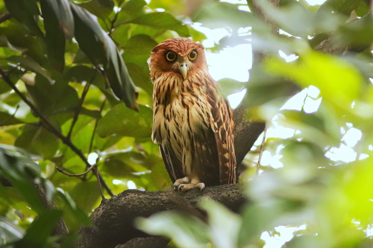 Филиппинский филин - ML644700960