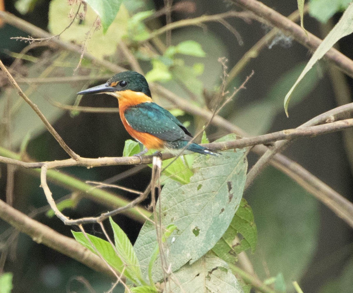 American Pygmy Kingfisher - ML644700976
