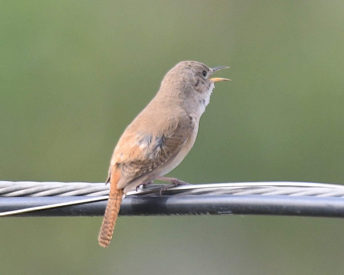 Southern House Wren - ML644700985