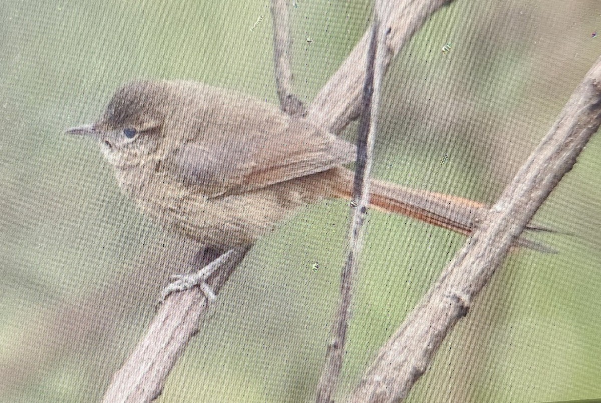 Maquis Canastero - ML644700994