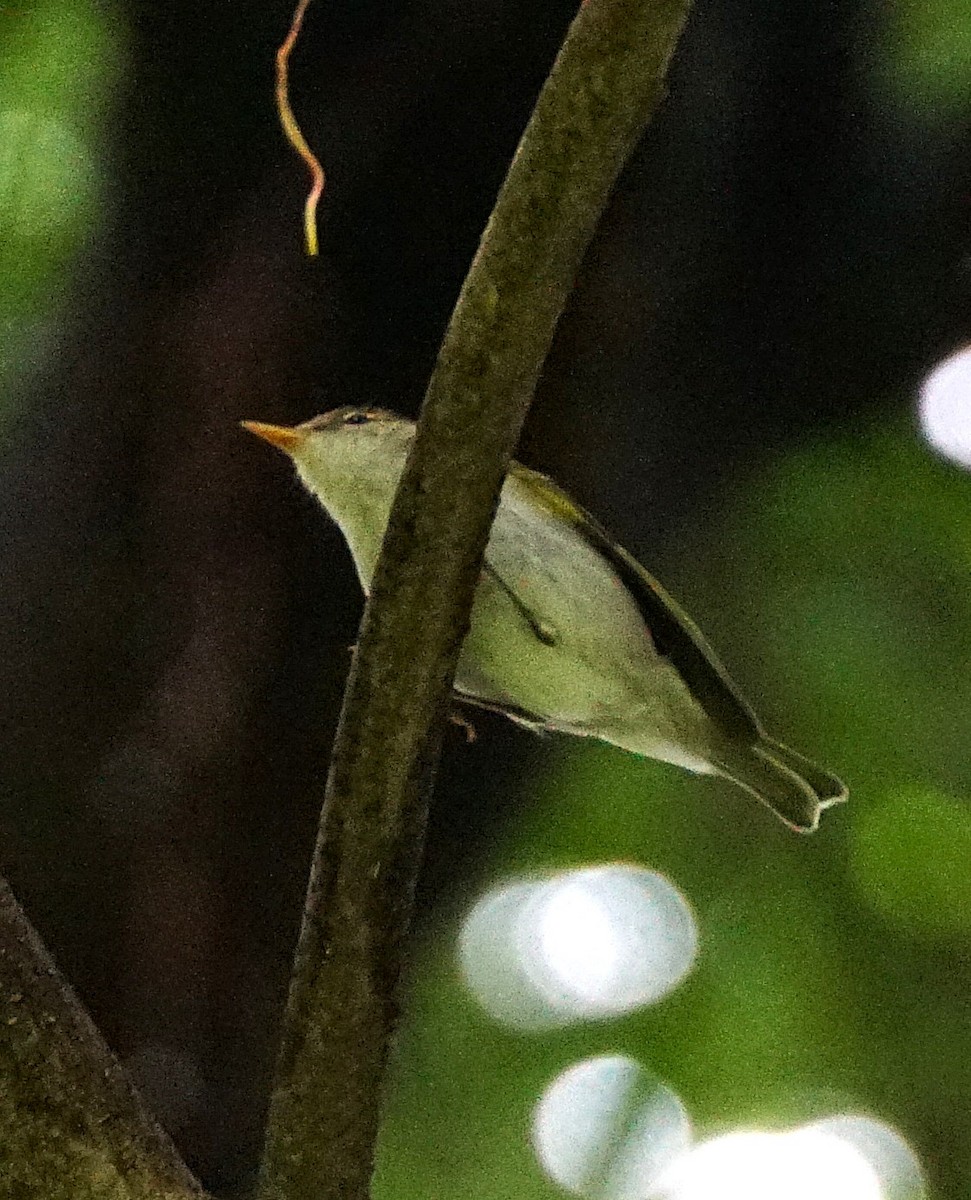 Claudia's Leaf Warbler - ML644701004