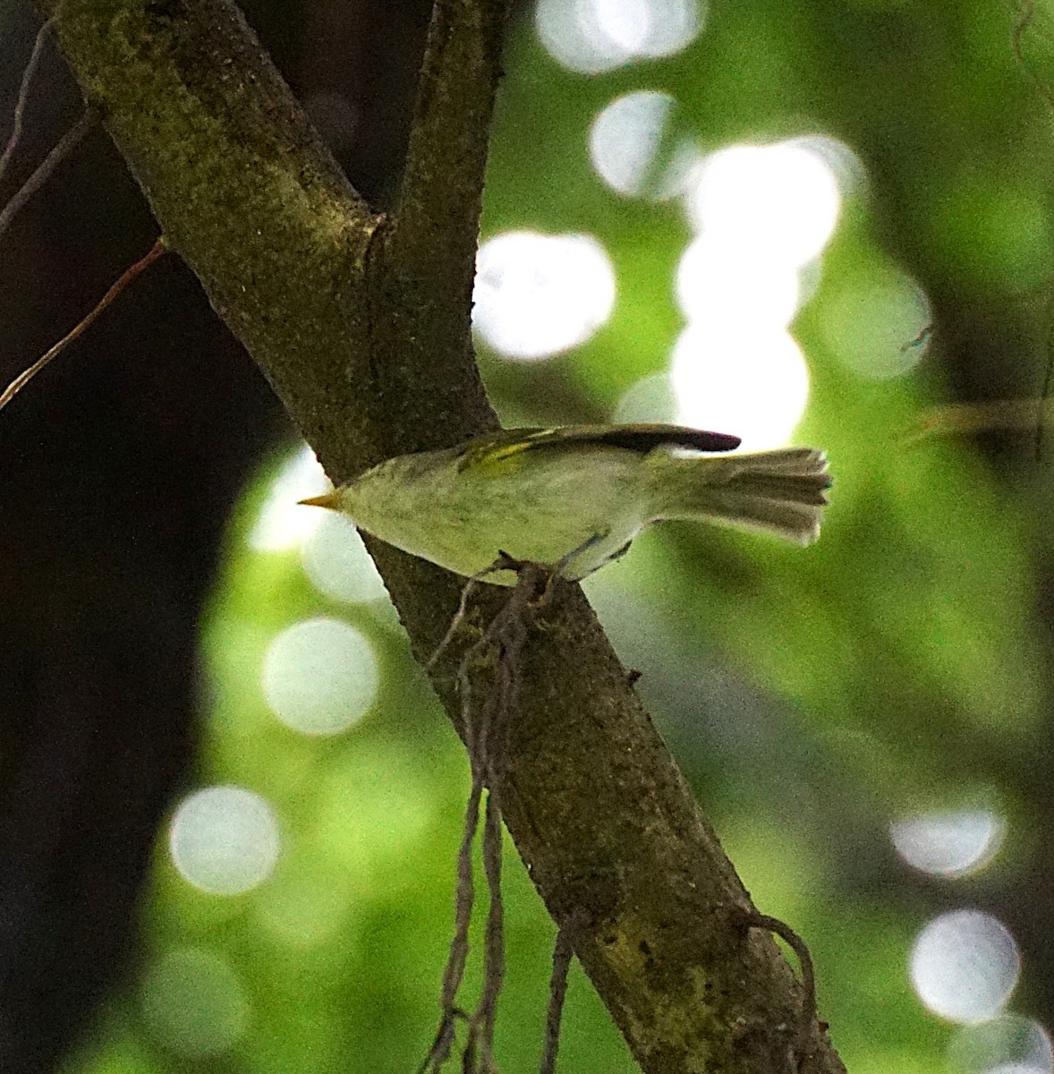 Claudia's Leaf Warbler - ML644701006