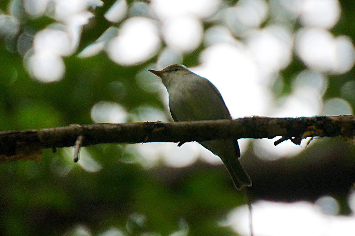 Claudia's Leaf Warbler - ML644701011