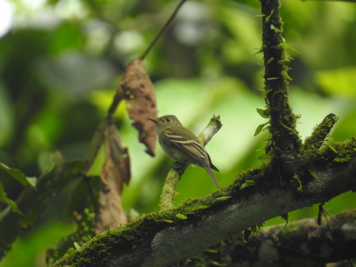 Піві-малюк оливковий - ML644701014