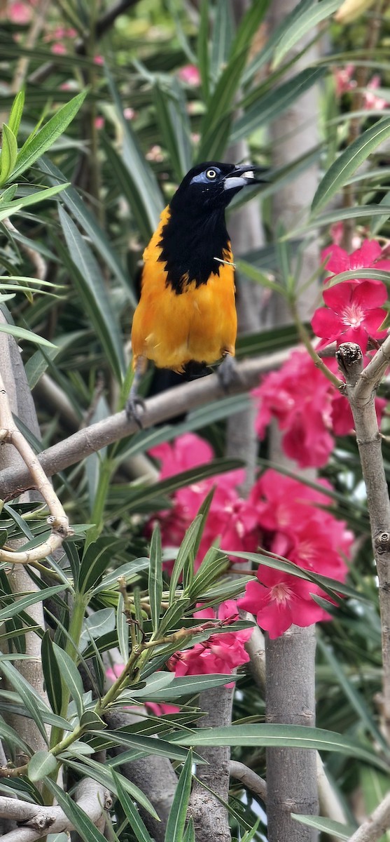 Venezuelan Troupial - ML644701025