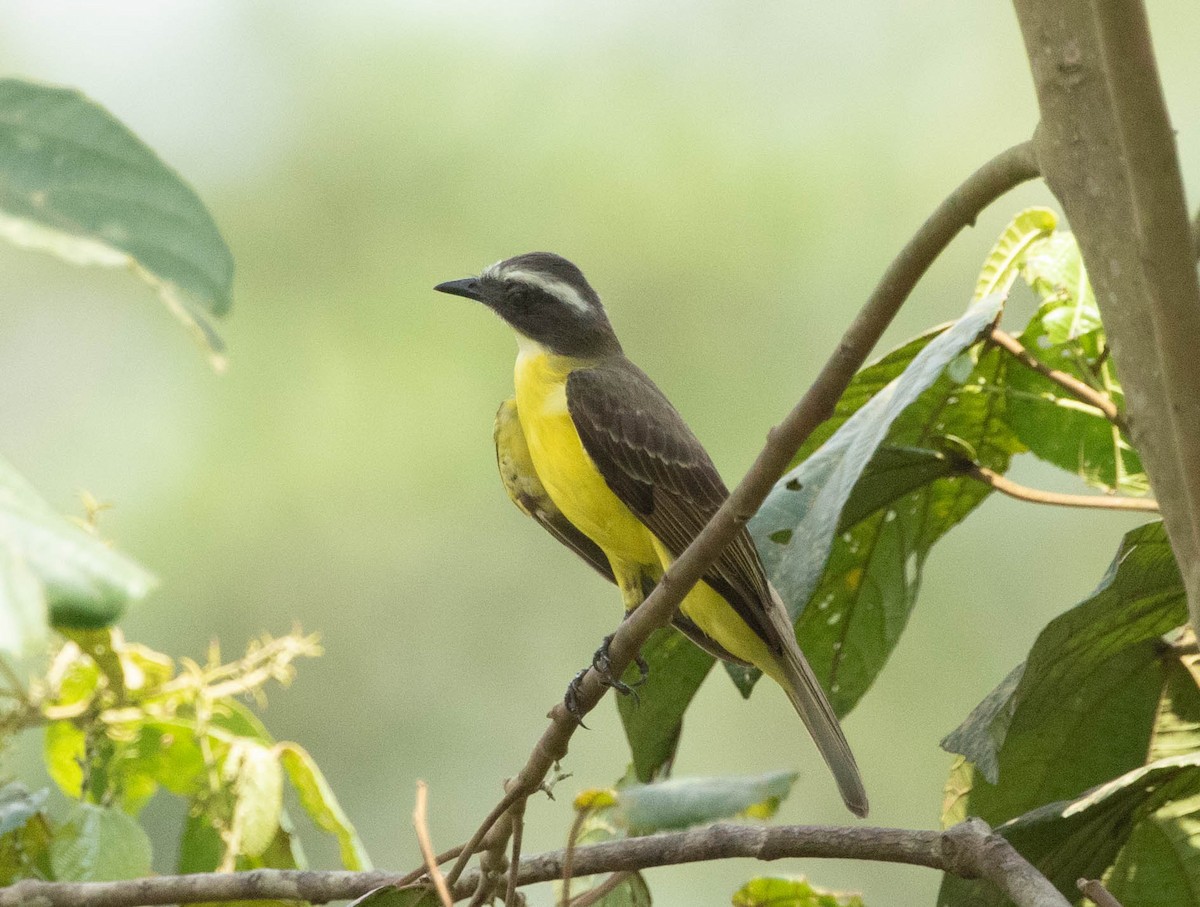 Rotscheitel-Maskentyrann - ML644701034