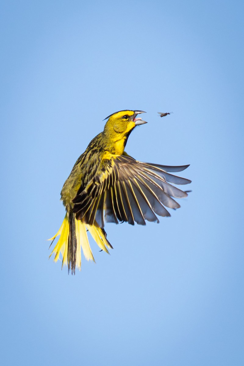 Yellow Cardinal - ML644701049