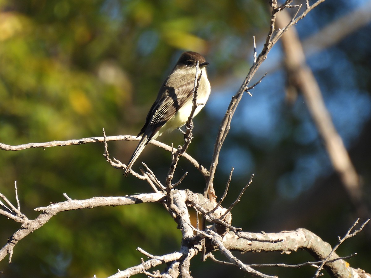 Eastern Phoebe - ML644701051