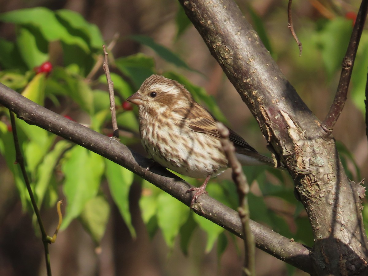 Purple Finch - ML644701053